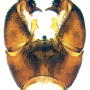 Nipponomyia kuwanai : hypopygium