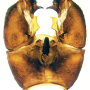 Nipponomyia kuwanai : hypopygium