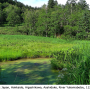 Nipponomyia kuwanai : habitat