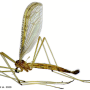 Nipponomyia pentacantha : habitus - male