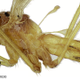 Nipponomyia pentacantha : body part(s) - head and thorax