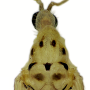 Nipponomyia pentacantha : body part(s) - thorax