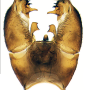 Nipponomyia pentacantha : hypopygium