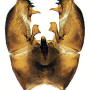 Nipponomyia pentacantha : hypopygium