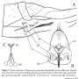 Nipponomyia pentacantha : ovipositor