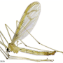 Nipponomyia trispinosa : habitus - male