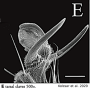 Nipponomyia trispinosa : body part(s) - claw