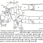 Nipponomyia trispinosa : body part(s) - head and thorax