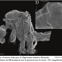 Nipponomyia trispinosa : body part(s) - head and thorax