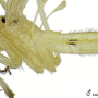 Nipponomyia trispinosa : body part(s) - head and thorax