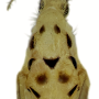 Nipponomyia trispinosa : body part(s) - thorax