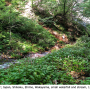 Nipponomyia trispinosa : habitat