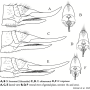 Nipponomyia trispinosa : ovipositor