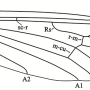 Nipponomyia trispinosa : wing