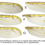 Nipponomyia trispinosa : wing