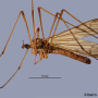 Notholimnophila exclusa : habitus - male Notholimnophila exclusa : habitus - male