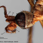 Notholimnophila exclusa : body part(s) - head Notholimnophila exclusa : body part(s) - head