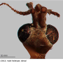 Notholimnophila exclusa : body part(s) - head Notholimnophila exclusa : body part(s) - head