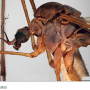 Notholimnophila exclusa : body part(s) - head and thorax Notholimnophila exclusa : body part(s) - head and thorax