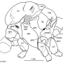 Notholimnophila exclusa : body part(s) - thorax Notholimnophila exclusa : body part(s) - thorax