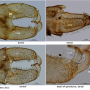Notholimnophila exclusa : hypopygium