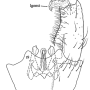 Notholimnophila exclusa : hypopygium