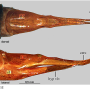Notholimnophila exclusa : ovipositor