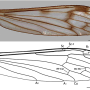 Notholimnophila exclusa : wing