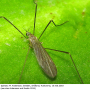 Ormosia (Ormosia) affinis : habitus - male
