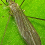 Ormosia (Ormosia) affinis : habitus - male