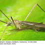 Ormosia (Ormosia) affinis : habitus - male