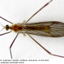 Ormosia (Ormosia) affinis : habitus - male