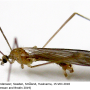 Ormosia (Ormosia) affinis : habitus - male