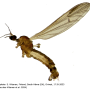 Ormosia (Ormosia) affinis : habitus - male