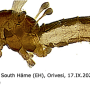 Ormosia (Ormosia) affinis : habitus - male