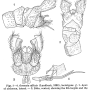 Ormosia (Ormosia) affinis : hypopygium