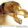 Ormosia (Ormosia) affinis : hypopygium