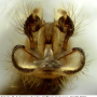 Ormosia (Ormosia) affinis : hypopygium