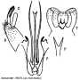 Ormosia (Ormosia) affinis : hypopygium