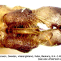 Ormosia (Ormosia) affinis : hypopygium