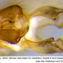 Ormosia (Ormosia) affinis : hypopygium