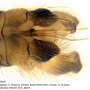 Ormosia (Ormosia) affinis : hypopygium