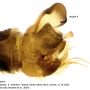 Ormosia (Ormosia) affinis : hypopygium