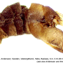 Ormosia (Ormosia) affinis : hypopygium