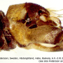 Ormosia (Ormosia) affinis : hypopygium