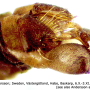 Ormosia (Ormosia) affinis : hypopygium