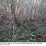 Ormosia (Ormosia) affinis : habitat