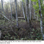 Ormosia (Ormosia) affinis : habitat