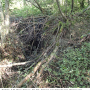 Ormosia (Ormosia) affinis : habitat