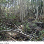 Ormosia (Ormosia) affinis : habitat